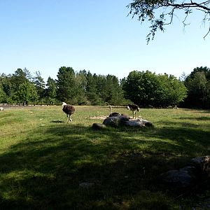 Givskud Zoo - Ostrich enclosure