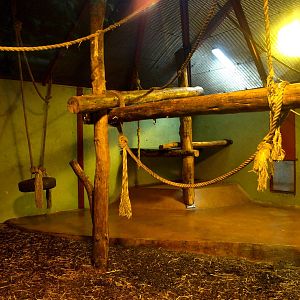 Givskud Zoo - Chimpanzee House