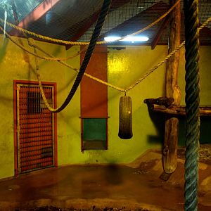 Givskud Zoo - Chimpanzee House