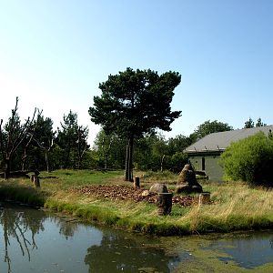 Givskud Zoo - Chimpanzee island