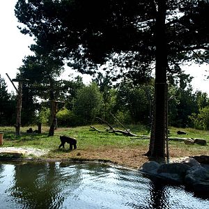 Givskud Zoo - Chimpanzee island