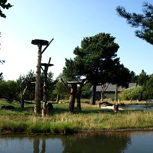 Givskud Zoo - Chimpanzee island