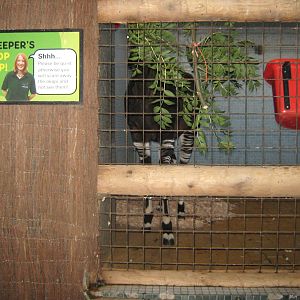 Okapi (m) Mbuti 25.08.09