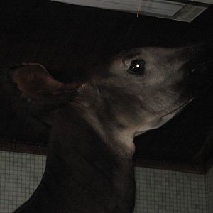 Okapi (f) Elila 25.08.09