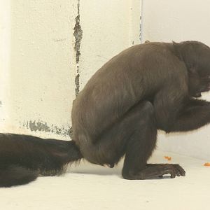 Uta Hick's bearded saki; Mulhouse Zoo; 29th August 2009