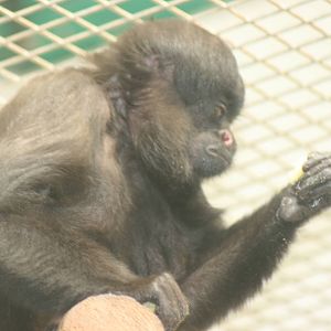 Uta Hick's bearded saki; Mulhouse Zoo; 29th August 2009