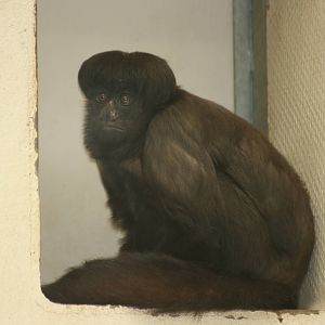 Uta Hick's bearded saki; Mulhouse Zoo; 29th August 2009