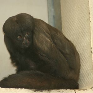 Uta Hick's bearded saki; Mulhouse Zoo; 29th August 2009