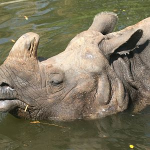 Indian rhinoceros; Basle Zoo; 27th August 2009