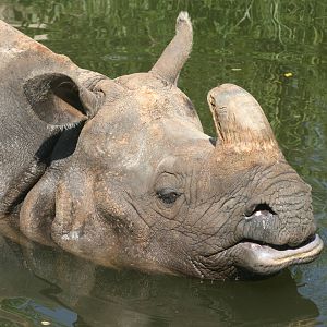Indian rhinoceros; Basle Zoo; 27th August 2009