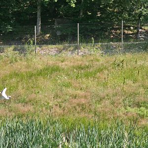 White storks (Ciconia ciconia)