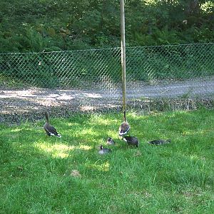Lesser fronted geese (Anser erythrophus)