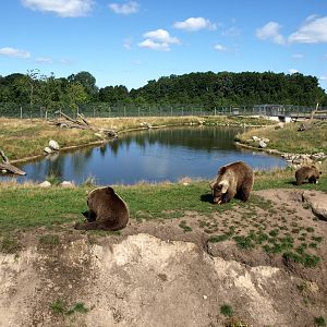 Scandinavian Wildlife Park - Bear Park
