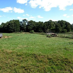 Scandinavian Wildlife Park - Moose Park