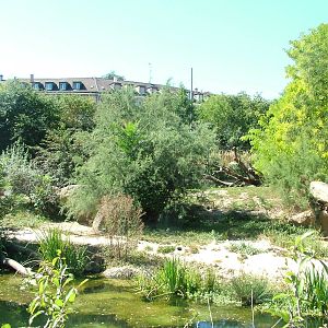 Kalahari Lion outdoor paddock at Basel Zoo 30/08/09
