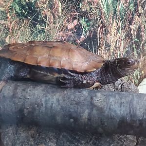 Essex County Turtle Back Zoo (2022) - Black-breasted Leaf Turtle