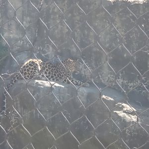 Essex County Turtle Back Zoo (2022) - Amur Leopard