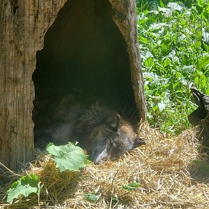 Essex County Turtle Back Zoo (2022) - Gray Wolf