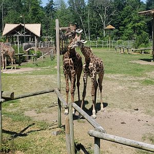 Essex County Turtle Back Zoo (2022) - Giraffes