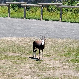 Essex County Turtle Back Zoo (2022) - Bontebok
