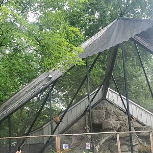 Bergen County Zoo (2022) - Geoffroy's Spider Monkey enclosure