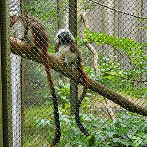 Bergen County Zoo (2022) - Cottontop Tamarin