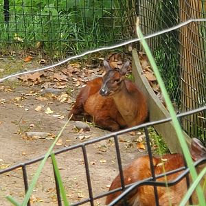 Bergen County Zoo (2022) - Red Brocket