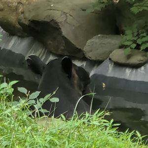 Bergen County Zoo (2022) - Baird's Tapir