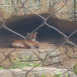 Bergen County Zoo (2022) - Cougar
