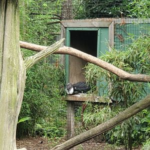 Bergen County Zoo (2022) - Andean Condor