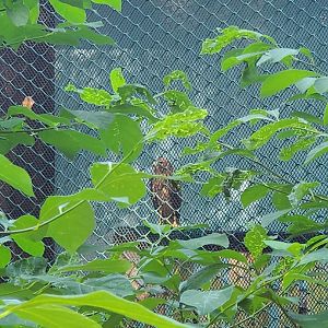 The Raptor Trust (2022) - Northern Harrier