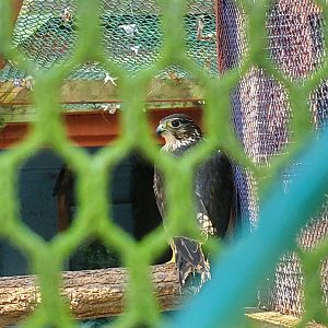 The Raptor Trust (2022) - Merlin Falcon