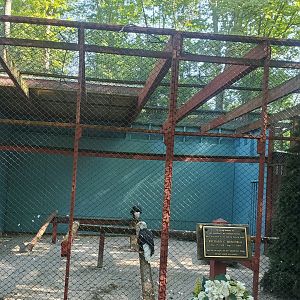 The Raptor Trust (2022) - Bald Eagle enclosure