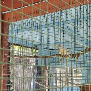 The Raptor Trust (2022) - American Robin (leucistic)