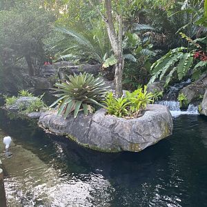 African Spoonbill and Roseate Spoonbill Exhibit