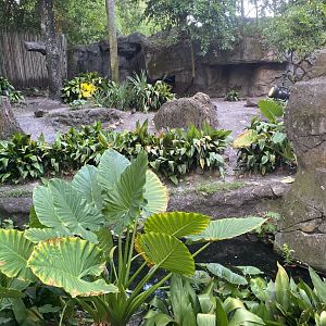 Babirusa Exhibit