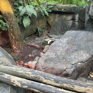 Rhinoceros Iguana Exhibit