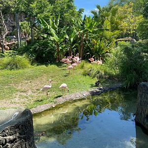 Lesser Flamingo Exhibit