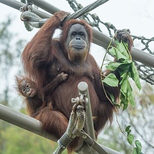 Indah and Kaja, first time on exhibit.