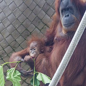 Indah and Kaja, first time on exhibit