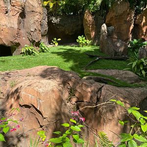 Komodo Dragon Exhibit