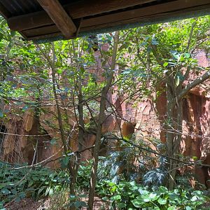 Malayan Flying Fox Exhibit