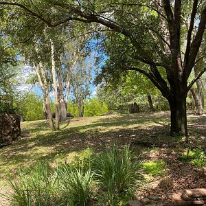 Water Buffalo, Blackbuck, and Eld’s Deer Exhibit