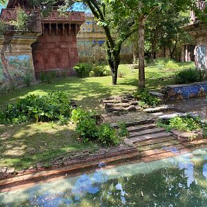 Sumatran Tiger Exhibit #2