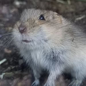 Brand's vole