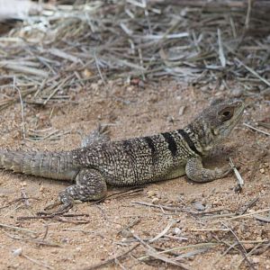 Cuvier's Madagascar swift