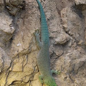 Standing's day-gecko