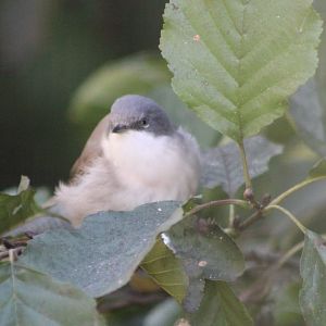 Lesser whitethroat