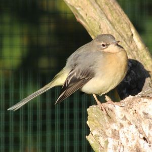 Grey wagtail