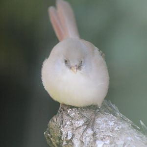 Bearded tit - female